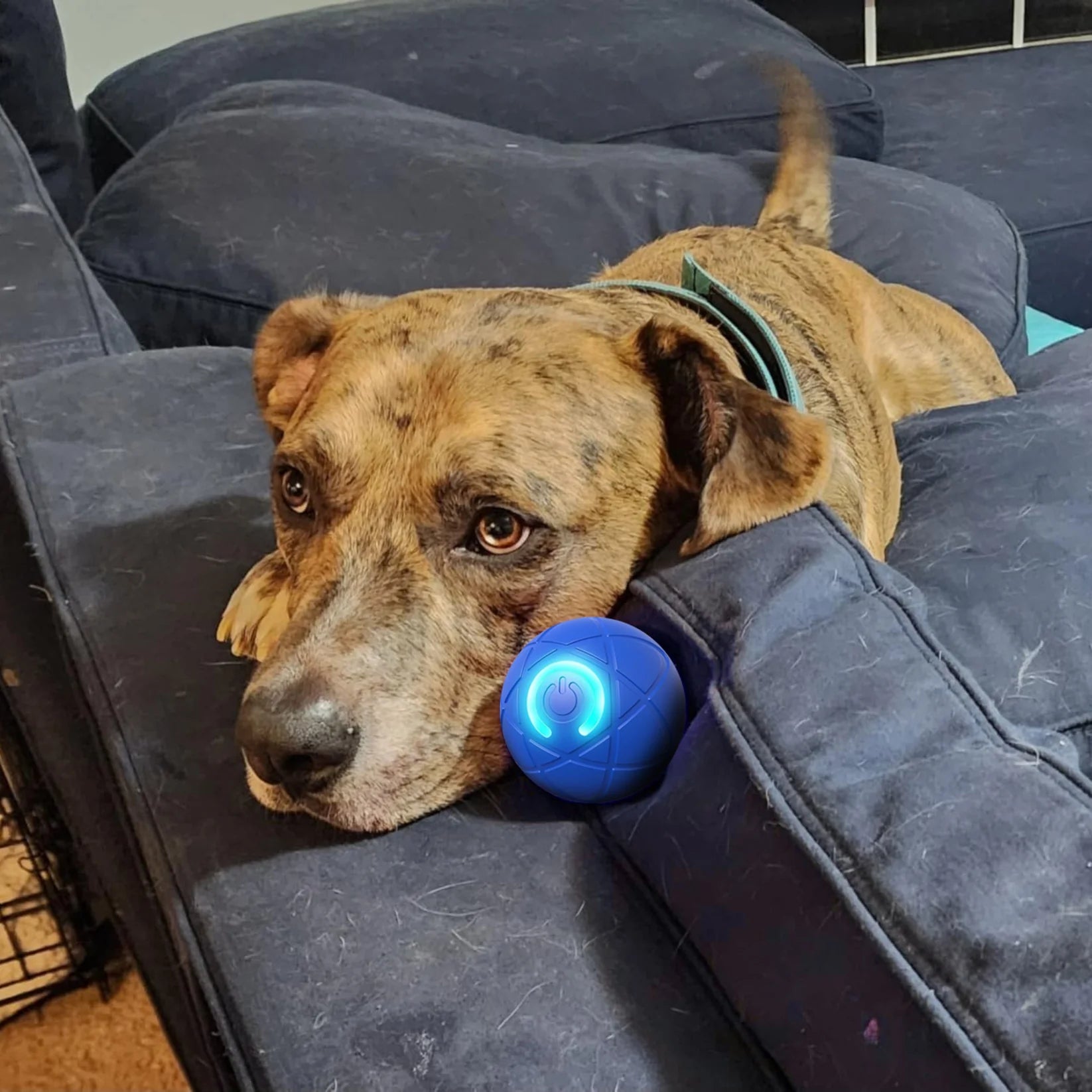 Pelota Interactiva para Perros y Gatos